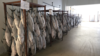 Pescadores temem que avaria comprometa qualidade do peixe (vídeo)