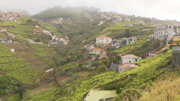 Associação de Produtores de Vinho quer criar reservas de vinhas (vídeo)