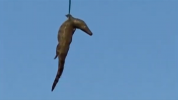 Madeirense morre de forma trágica na África do Sul (vídeo)