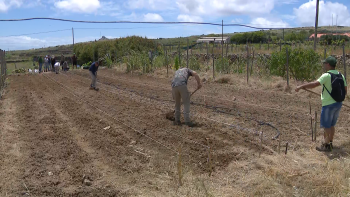 Madeira e Porto Santo unem-se a projeto internacional de sustentabilidade alimentar (vídeo)