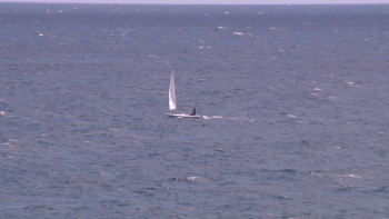 Baia do Funchal recebeu a última prova do Campeonato de Vela Ligeira (vídeo)
