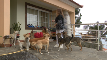 Despejo deixa associação de animais sem casa (vídeo)
