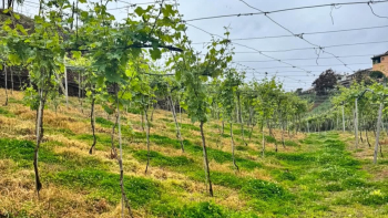 Área cultivada de vinha tem diminuído na Madeira (áudio)