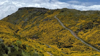Serras da Madeira estão com mais espécies invasoras como a giesta (áudio)