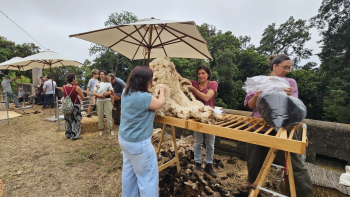 Rebanho do Palheiro Gardens foi tosquiado na quinta-feira (vídeo)