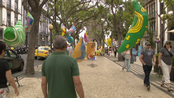 Bananas gigantes em exposição no centro do Funchal (vídeo)