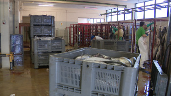 Frigorífico do Caniçal volta a funcionar esta 3.ª feira (vídeo)