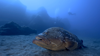 Madeira Underwater com 75 mergulhadores (vídeo)