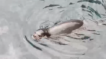 Lobo marinho avistado na praia de Santa Cruz (vídeo)