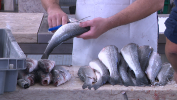 Microplásticos detetados em todos os peixes (vídeo)
