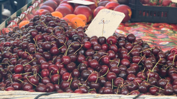 Produção de cereja melhorou face aos últimos anos (vídeo)