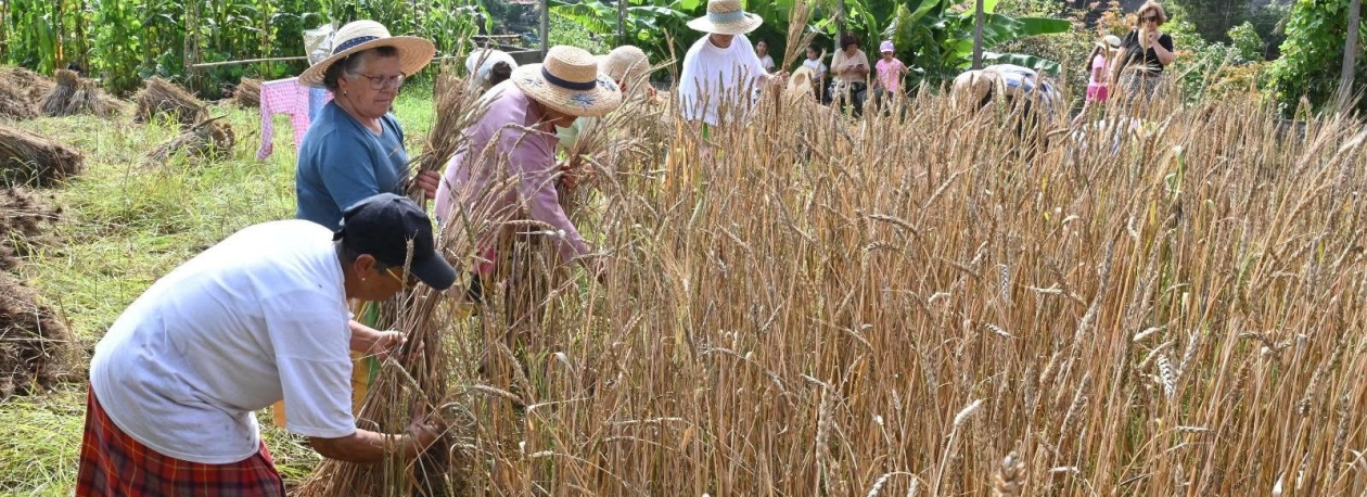 Associação quer recuperar o cultivo do trigo (áudio)