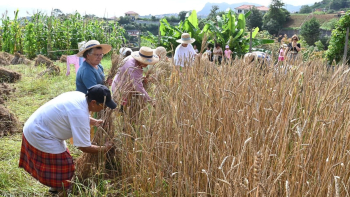 Associação quer recuperar o cultivo do trigo (áudio)