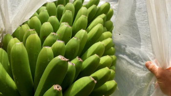 Produtores de banana exigem mais 40 cêntimos (áudio)