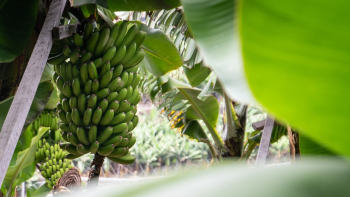 Governo Regional recusa pagar mais pela banana (áudio)