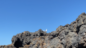 SPEA monitoriza o número de aves na Madeira (áudio)