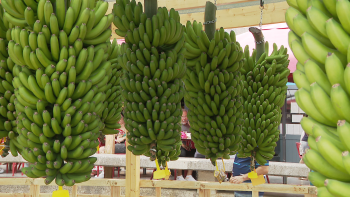 Produtores assumem redução na quantidade e aumento dos custos de produção (áudio)