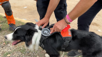 Cão ajudou a salvar duas vidas na Venezuela (vídeo)