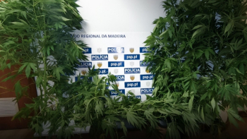 Homem detido com 1500 doses de canábis no Funchal