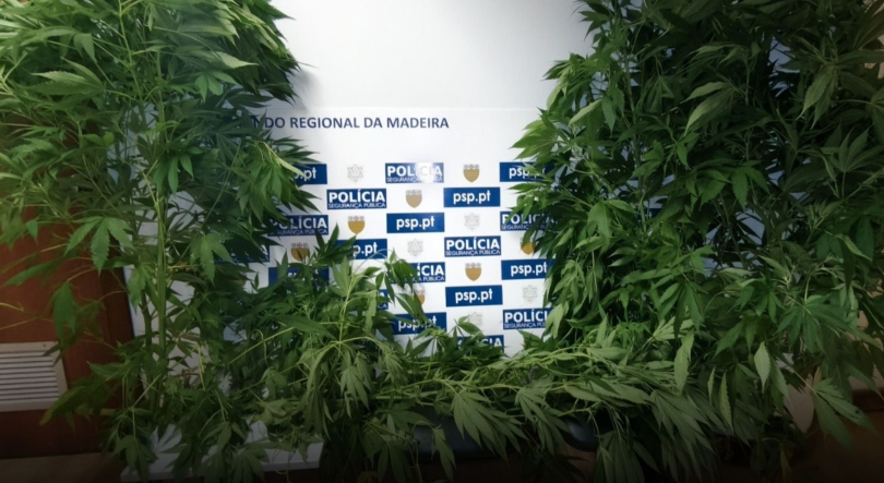 Homem detido com 1500 doses de canábis no Funchal