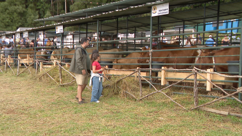 Feira do Gado reúne vários agentes da indústria agropecuária (vídeo)