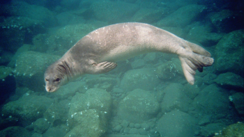 Banhistas atacados por lobos marinhos (áudio)
