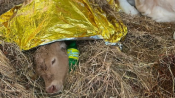 Vitelo morre após parto na Feira do Gado (vídeo)