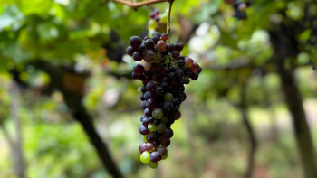 Festa do Vinho Madeira começa no próximo domingo (áudio)