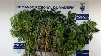 Busca por violência doméstica revela canábis