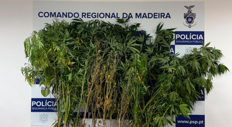 Busca por violência doméstica revela canábis