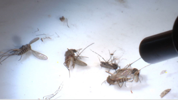 Calor faz aumentar presença do aedes aegypti (áudio)