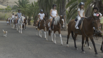 Procura por passeios a cavalo tem aumentado no Porto Santo (vídeo)