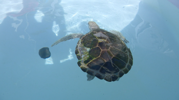 Este ano já foram resgatadas cinco tartarugas-marinhas na Madeira (vídeo)