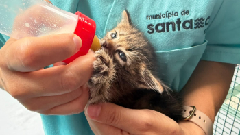 Centros de recolha de animais já estão a recusar animais por falta de espaço (vídeo)