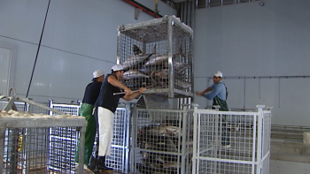Pesca do atum bonito registou quebra de cerca de 5 mil toneladas (vídeo)