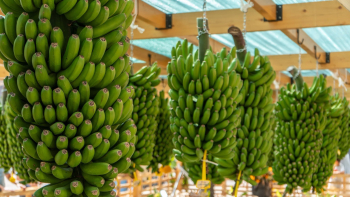 Governo Regional já apresentou o pedido de IGP para a ‘Banana da Madeira’ (áudio)