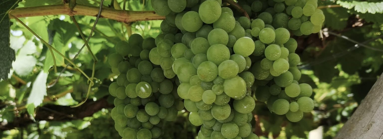Jesus admite que Porto da Cruz poderá ser integrado na Festa do Vinho (vídeo)