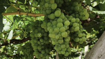 Jesus admite que Porto da Cruz poderá ser integrado na Festa do Vinho (vídeo)
