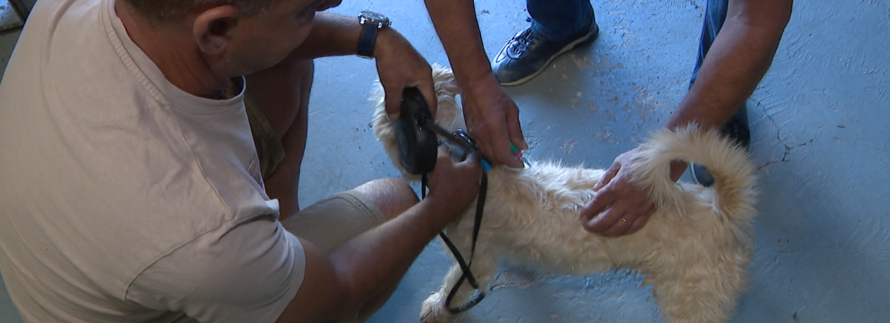 Calheta arrancou com a campanha anual de vacinação de animais (vídeo)