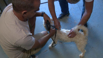 Calheta arrancou com a campanha anual de vacinação de animais (vídeo)
