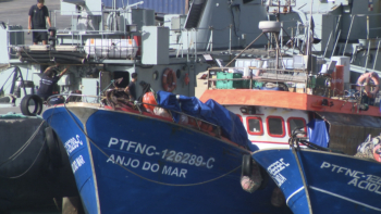 Pescadores ficam sem gaiado para a Festa da Piedade, ZMM fica em silêncio (vídeo)