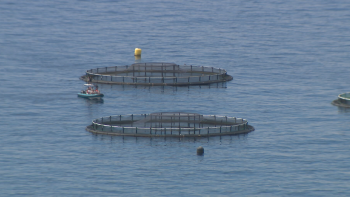 Madeirenses opinam sobre consumo de pescado (vídeo)