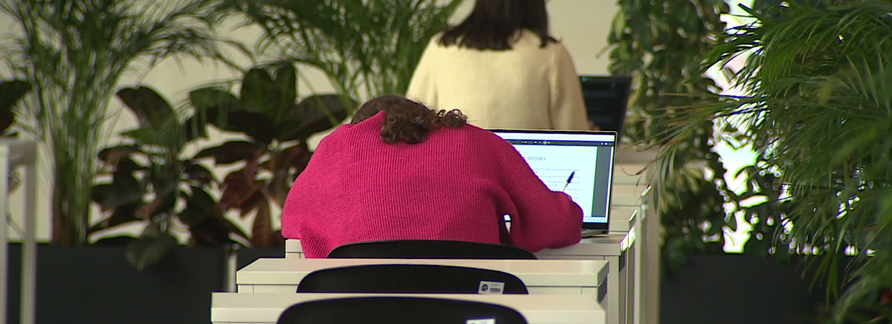 Madeira muito abaixo da média nacional na transição para o ensino superior (vídeo)