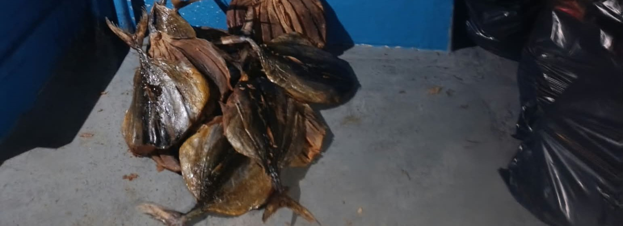 Autoridades apreendem 2.000 kg de gaiado seco no Caniçal