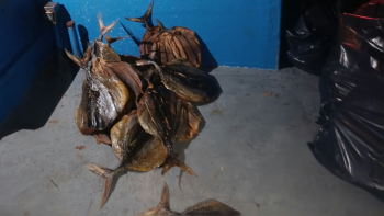Autoridades apreendem 2.000 kg de gaiado seco no Caniçal