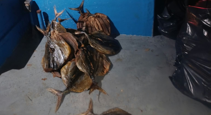 Autoridades apreendem 2.000 kg de gaiado seco no Caniçal