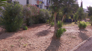 ‘Jardins Mais Nossos’ nos bairros da Madeira (vídeo)