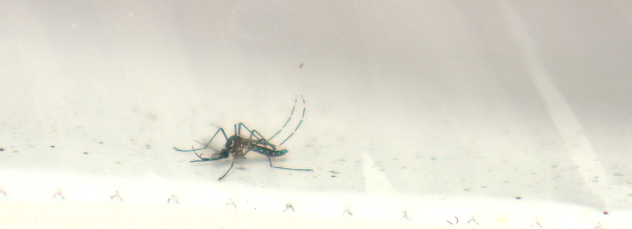 Mosquito aedes aégipty mais ativo este ano do que em 2025 (vídeo)