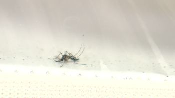 Mosquito aedes aégipty mais ativo este ano do que em 2025 (vídeo)