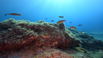 Navio oceanográfico estreia-se nas Selvagens (áudio)